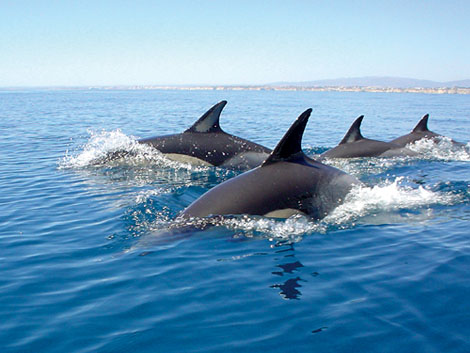 dolfijnen safari vlakbij de kust van Portugal